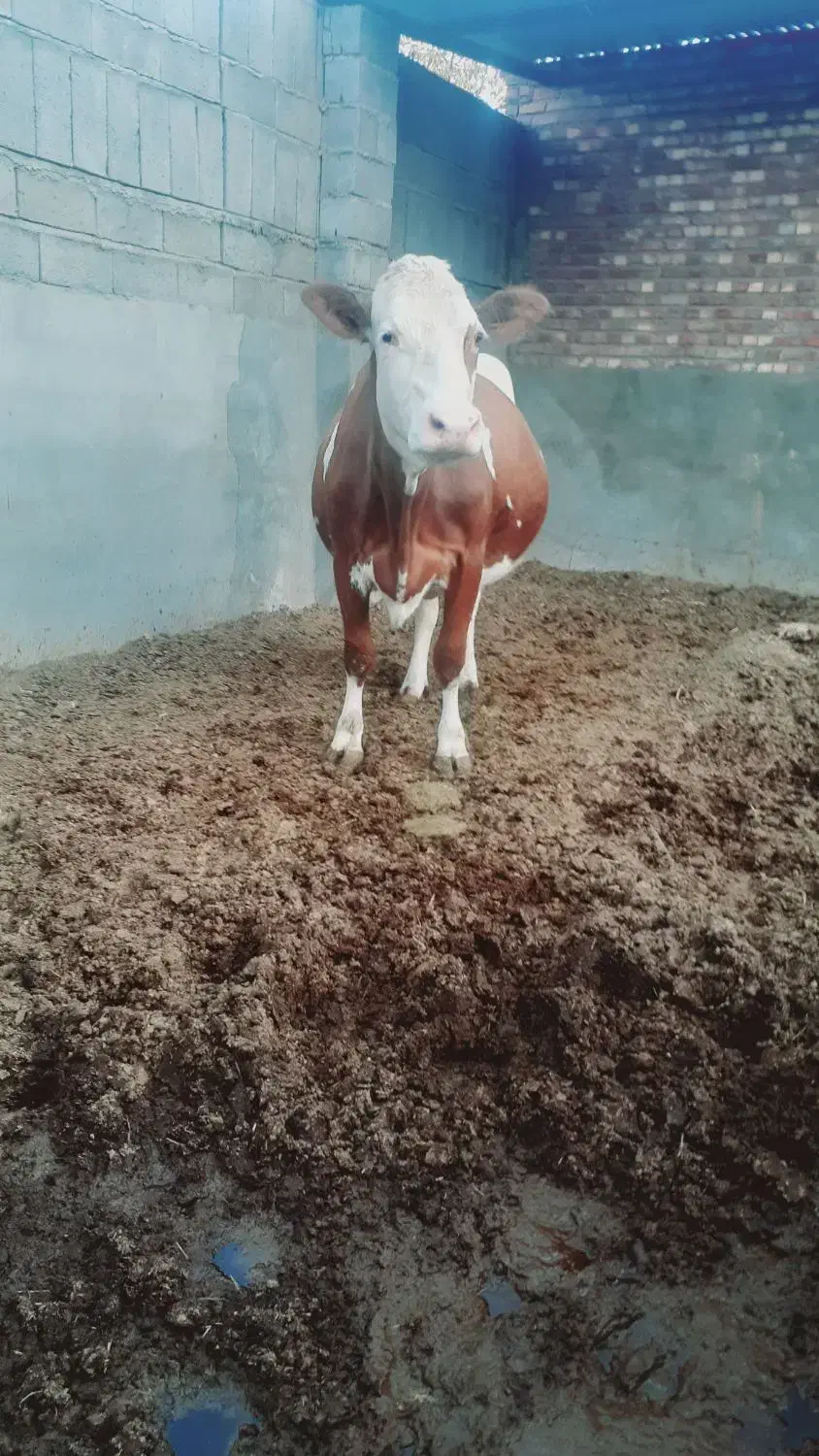 گاو|حیوانات مزرعه|بکتاش, |دیوار