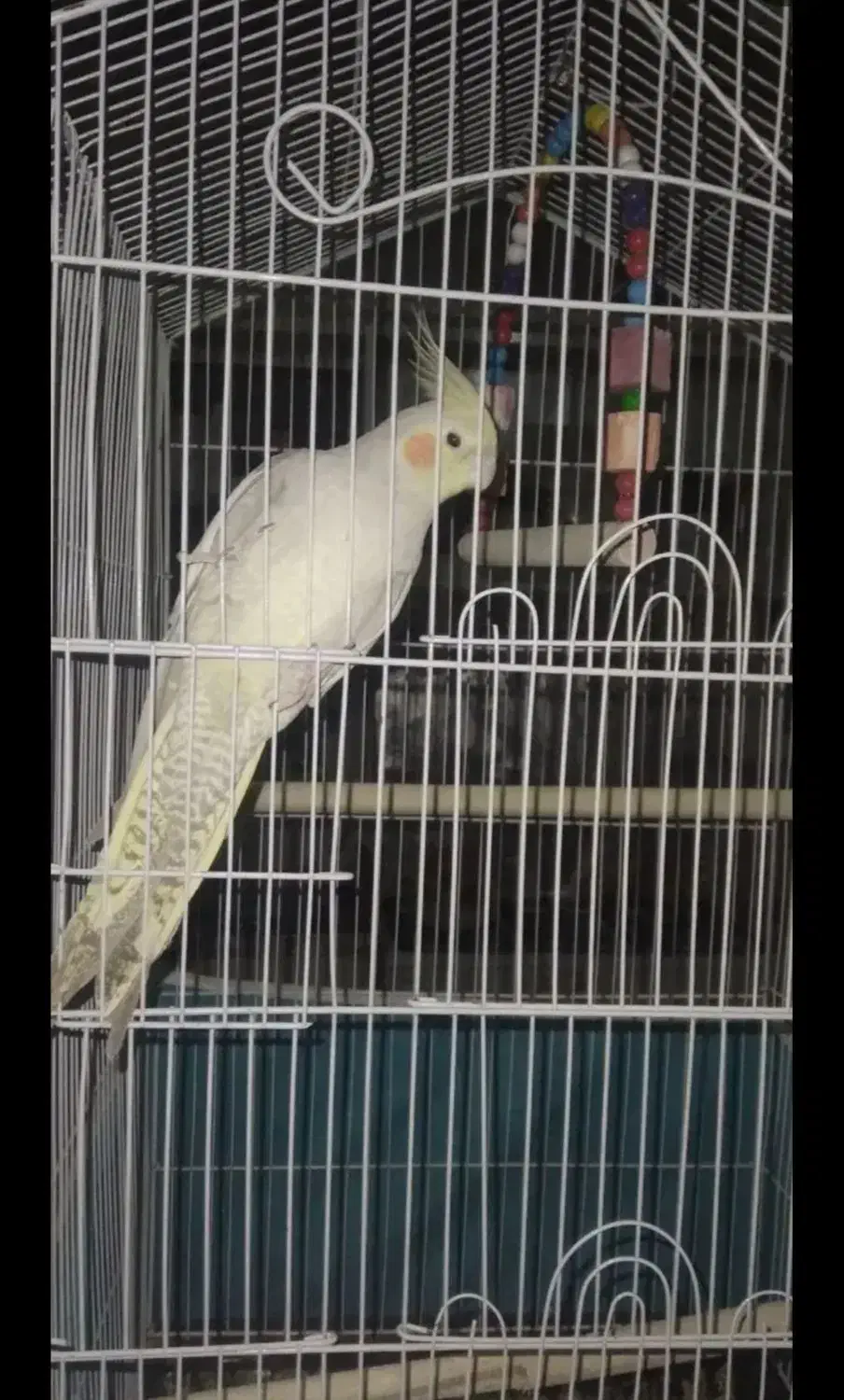 عروس هلندی|پرنده|بندر ماهشهر, |دیوار