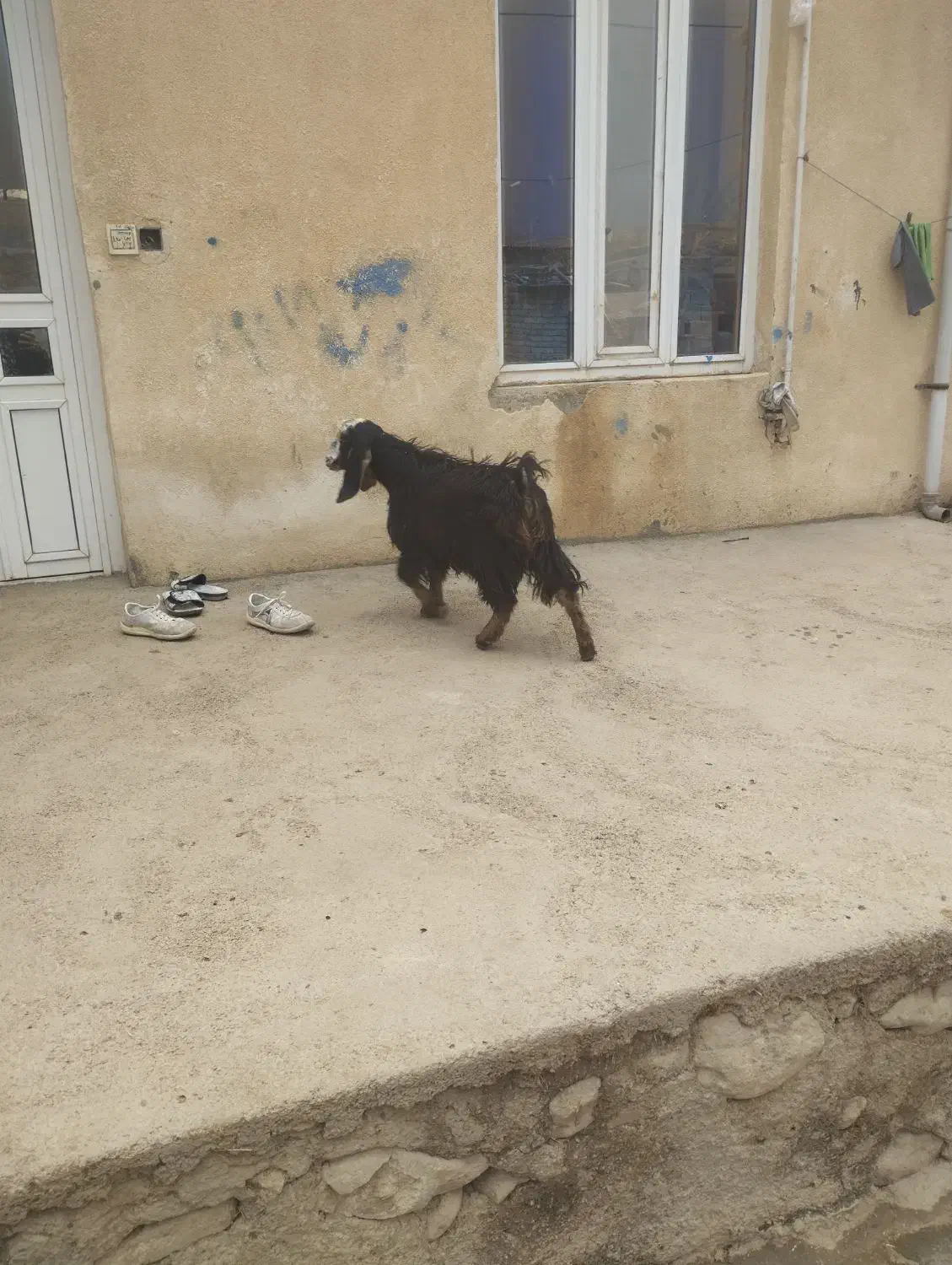 بزغاله|حیوانات مزرعه|کرمانشاه, |دیوار