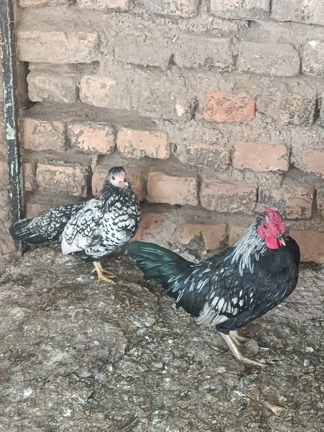 مرغ خروس|حیوانات مزرعه|گالیکش, |دیوار