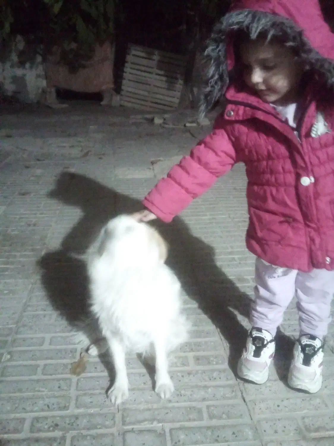 پاپی|سگ|فرخ‌شهر, |دیوار