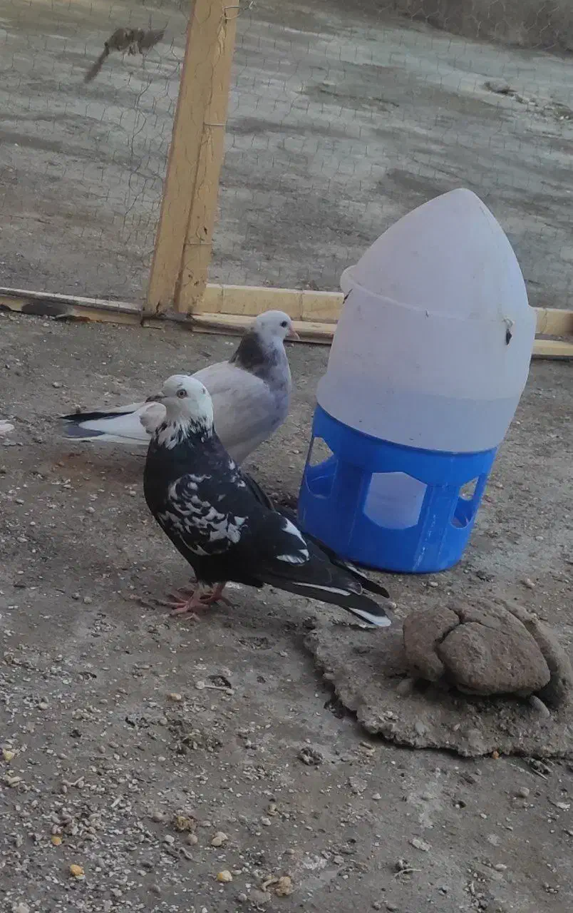 کله ماستی|پرنده|نالوس, |دیوار