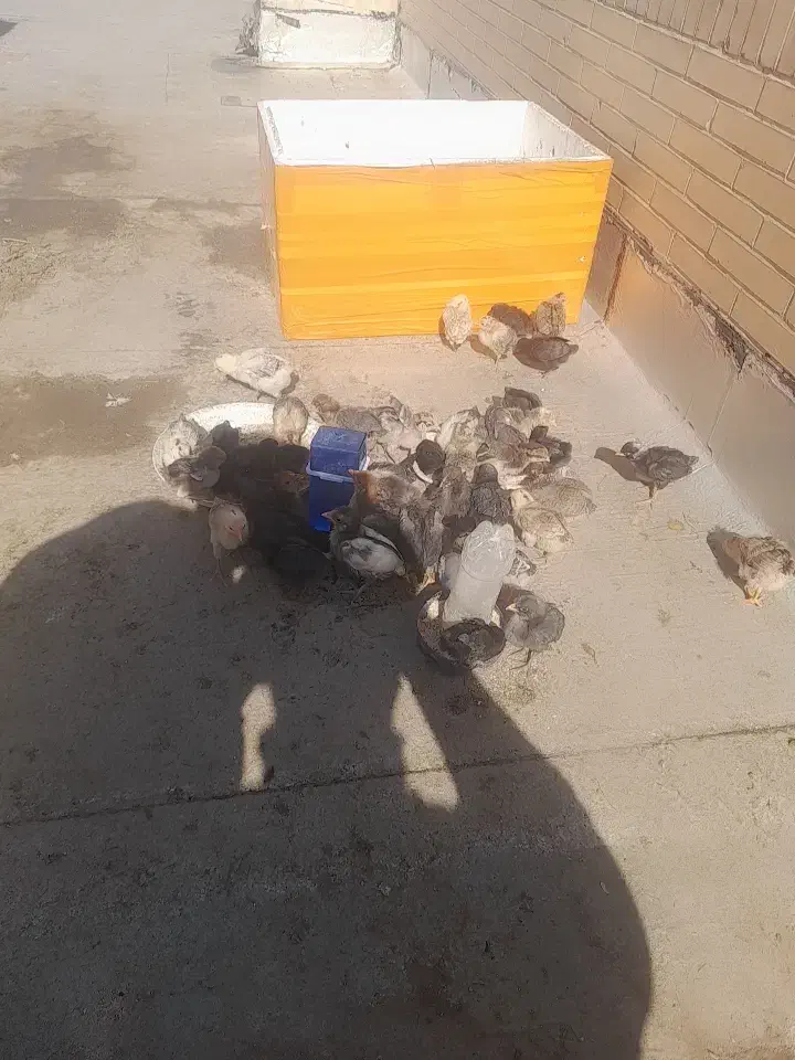 فروش جوجه مرغ محلی|حیوانات مزرعه|یزد, |دیوار