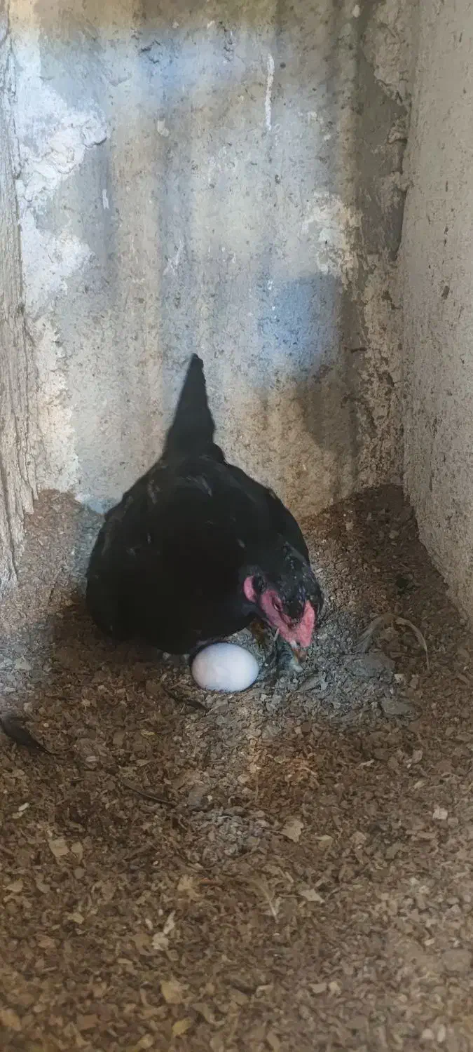 لاری|حیوانات مزرعه|هشتگرد, تهران دشت|دیوار