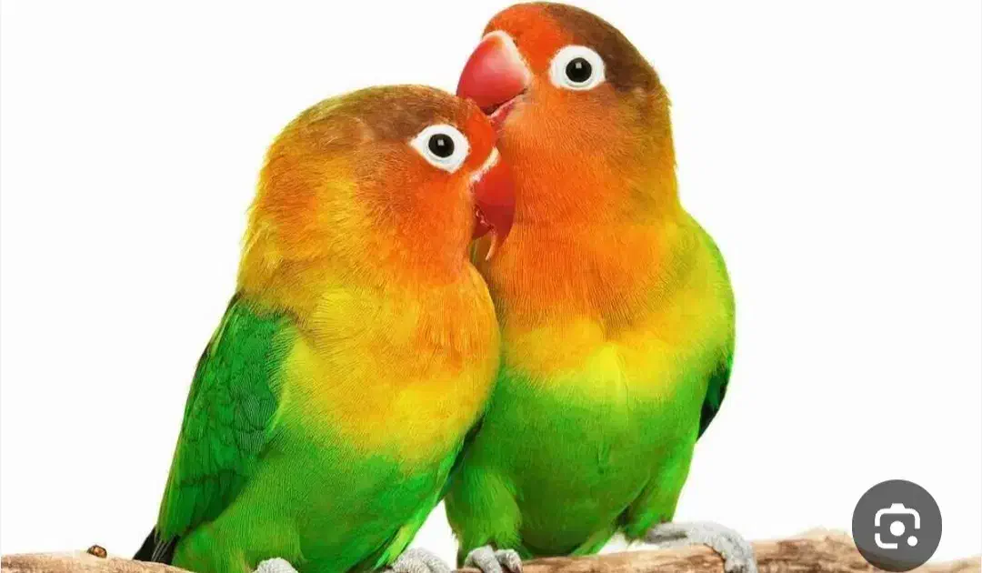 کوتوله|پرنده|زرند, |دیوار