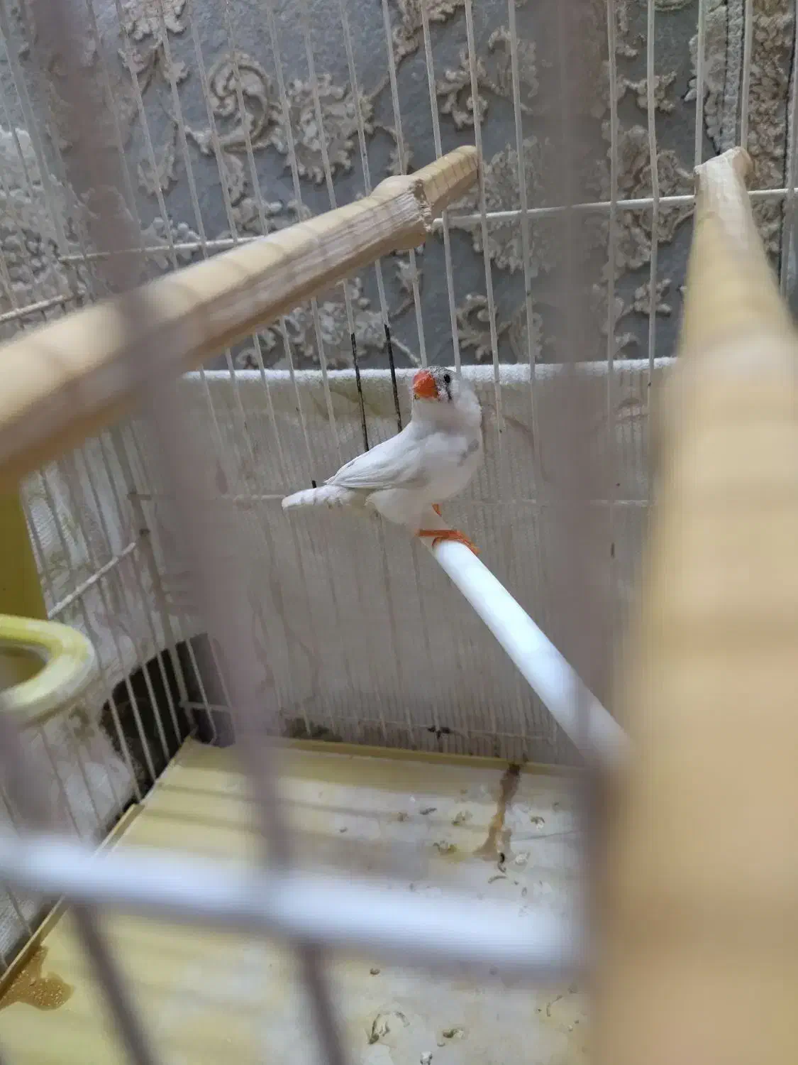 فنچ ناز|پرنده|مشهد, گلشور|دیوار