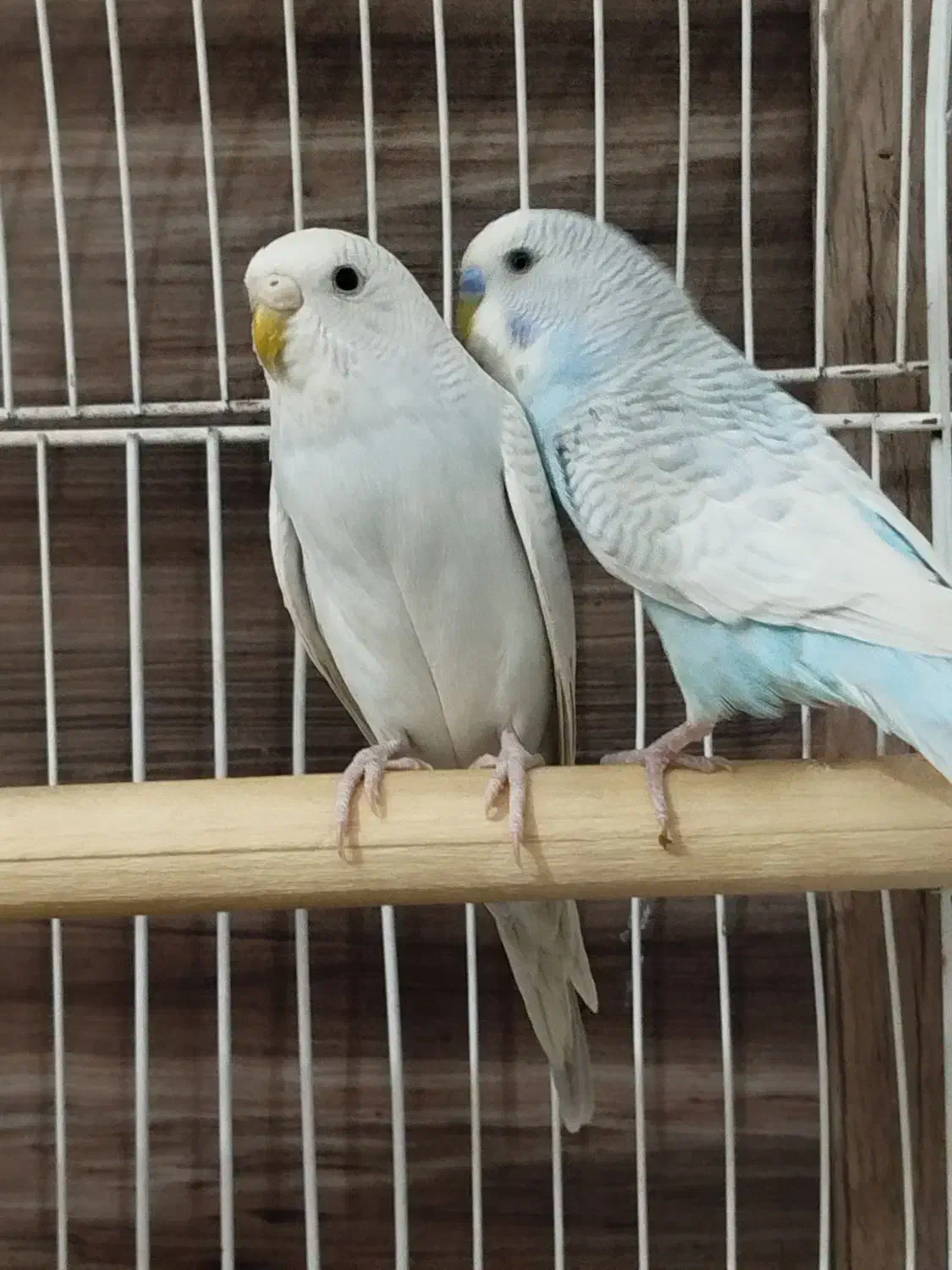 مرغ عشق بالغ|پرنده|صدرا-فارس, فاز ۱|دیوار