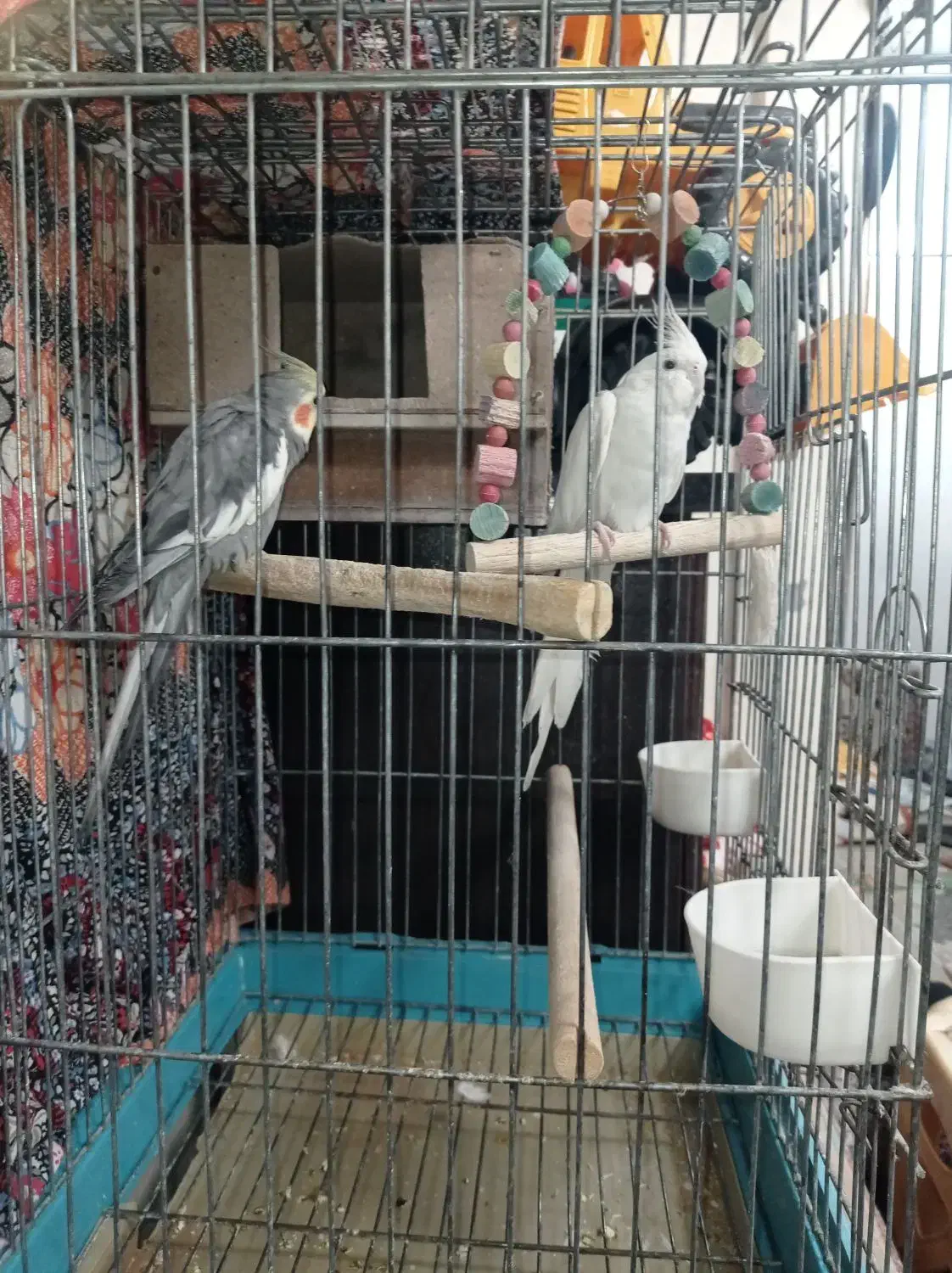 عروس هلندی|پرنده|قرچک, محمد آباد|دیوار