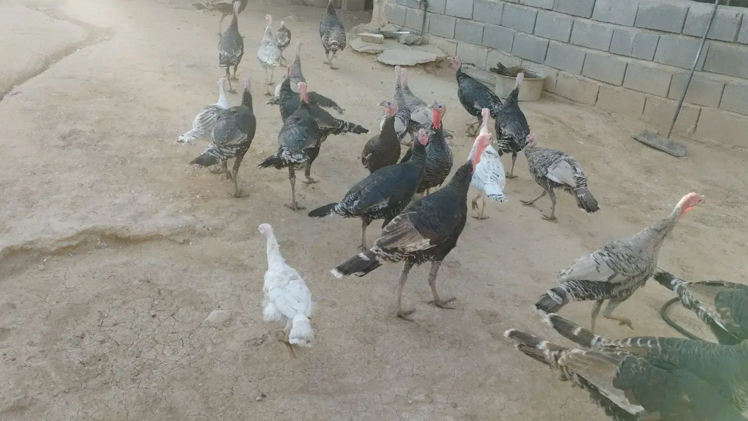 بوقلمون|حیوانات مزرعه|دشت ذهاب, |دیوار