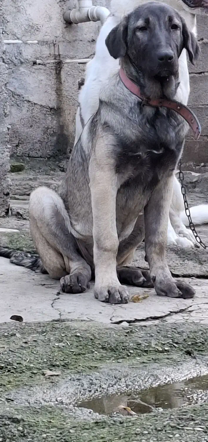 توله ماده4ماهه|سگ|علی‌آباد کتول, |دیوار