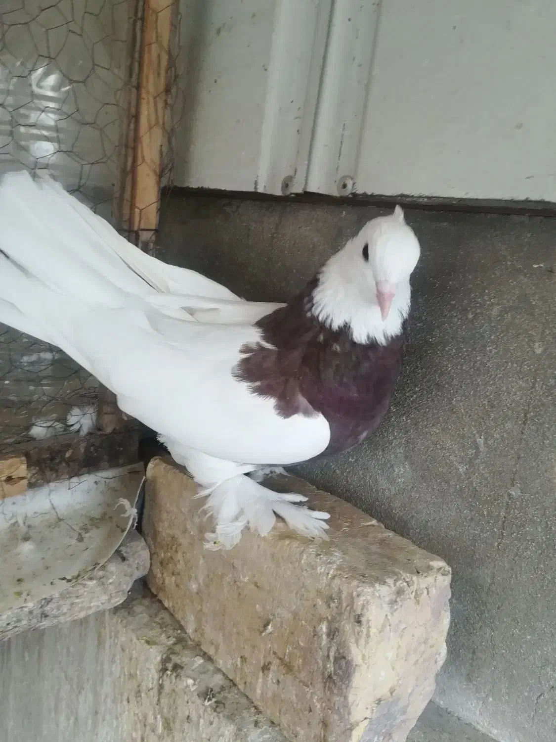 5 عدد کبوتر تزیینی|پرنده|قم, سربخش|دیوار