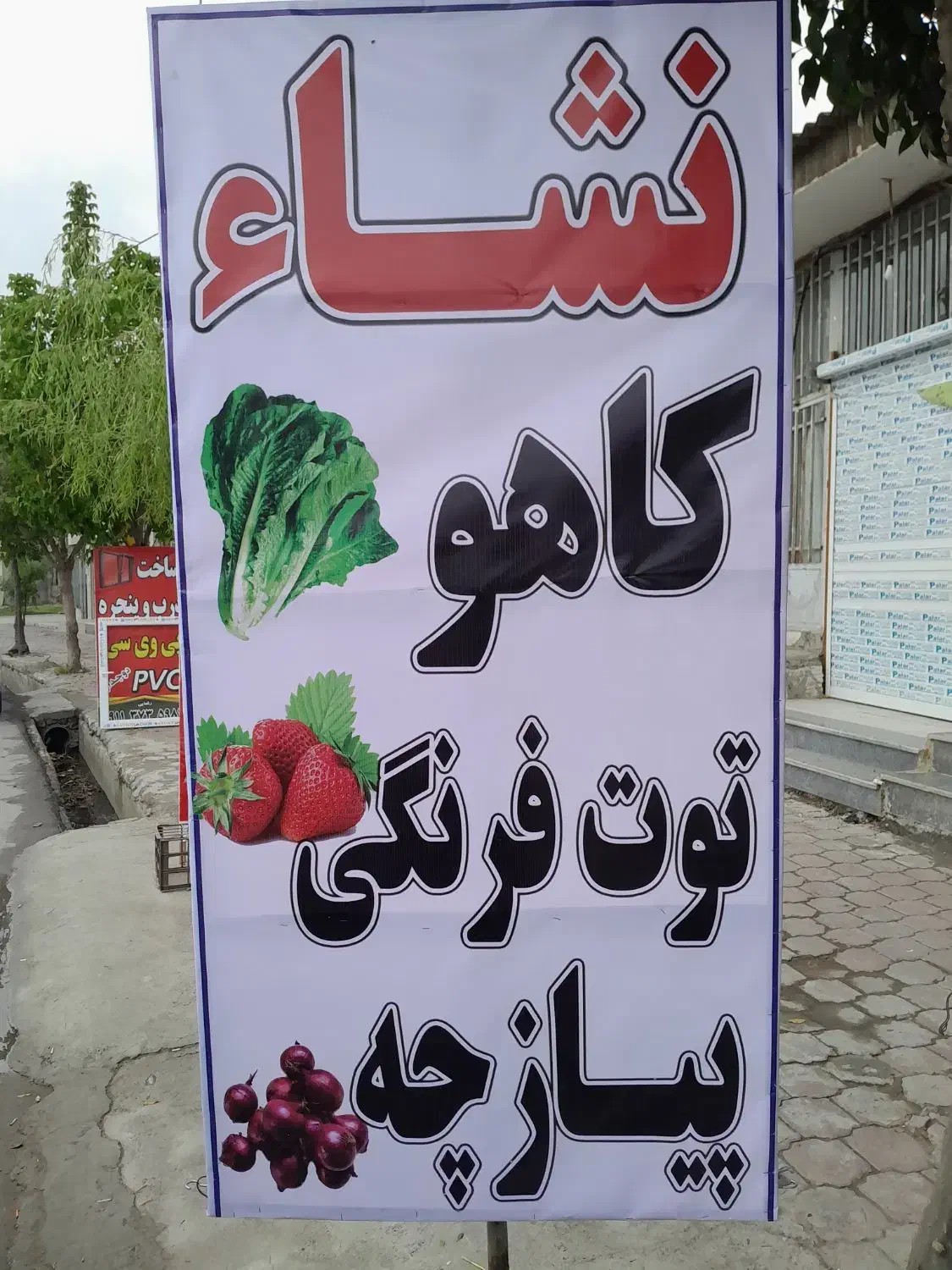 نهال کاهو و توت فرنگی|خدمات باغبانی و درختکاری|نوکنده, |دیوار