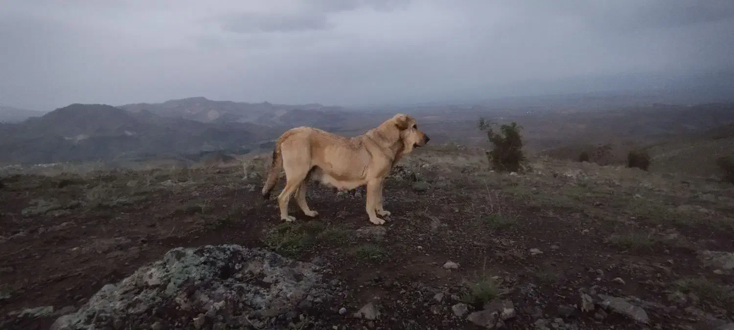 واگذاری ماده پژدر|سگ|اهر, |دیوار