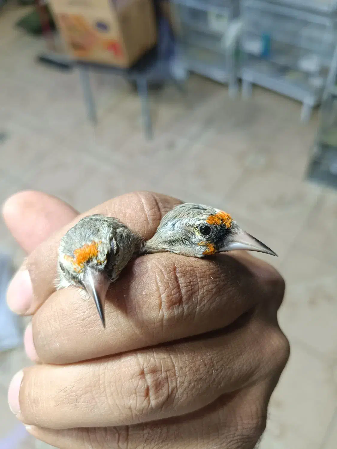 سهره کرمونی و سر سیاه|پرنده|شیراز, گل سرخ|دیوار