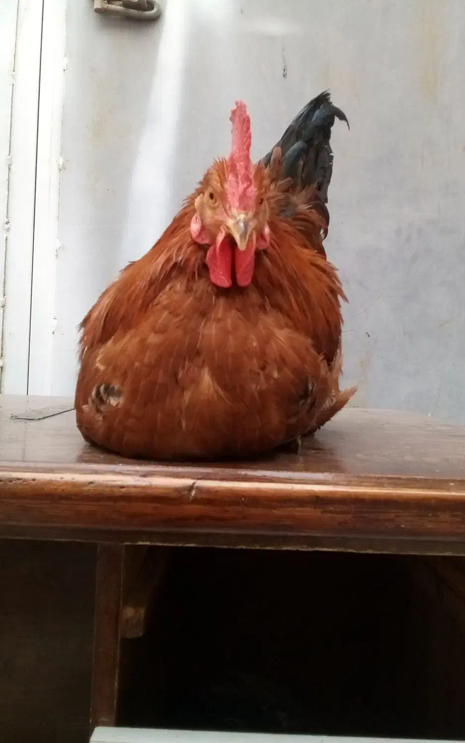 مرغ و خروس خانه گی|حیوانات مزرعه|مشهد, انصار|دیوار