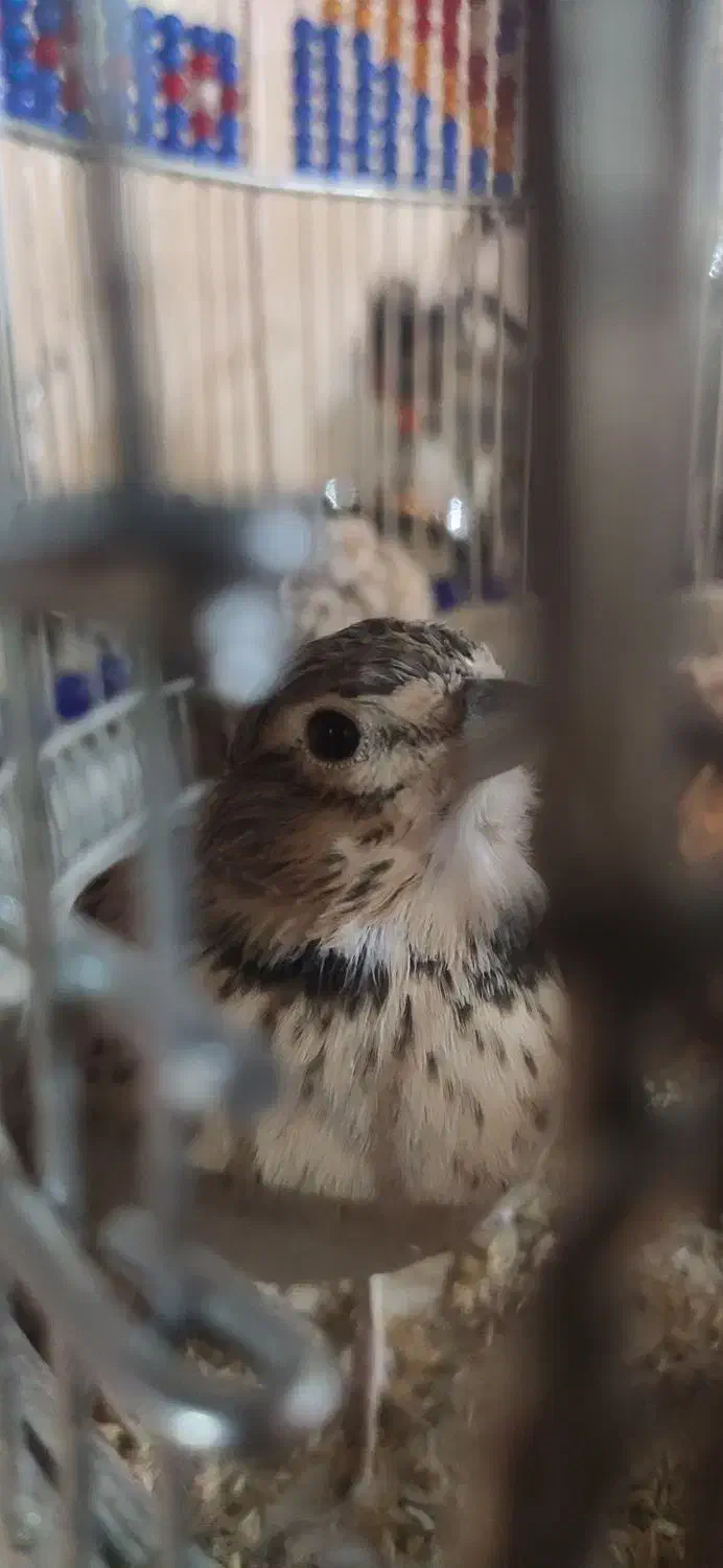 سهره خاکی بخون|پرنده|سمنان, |دیوار