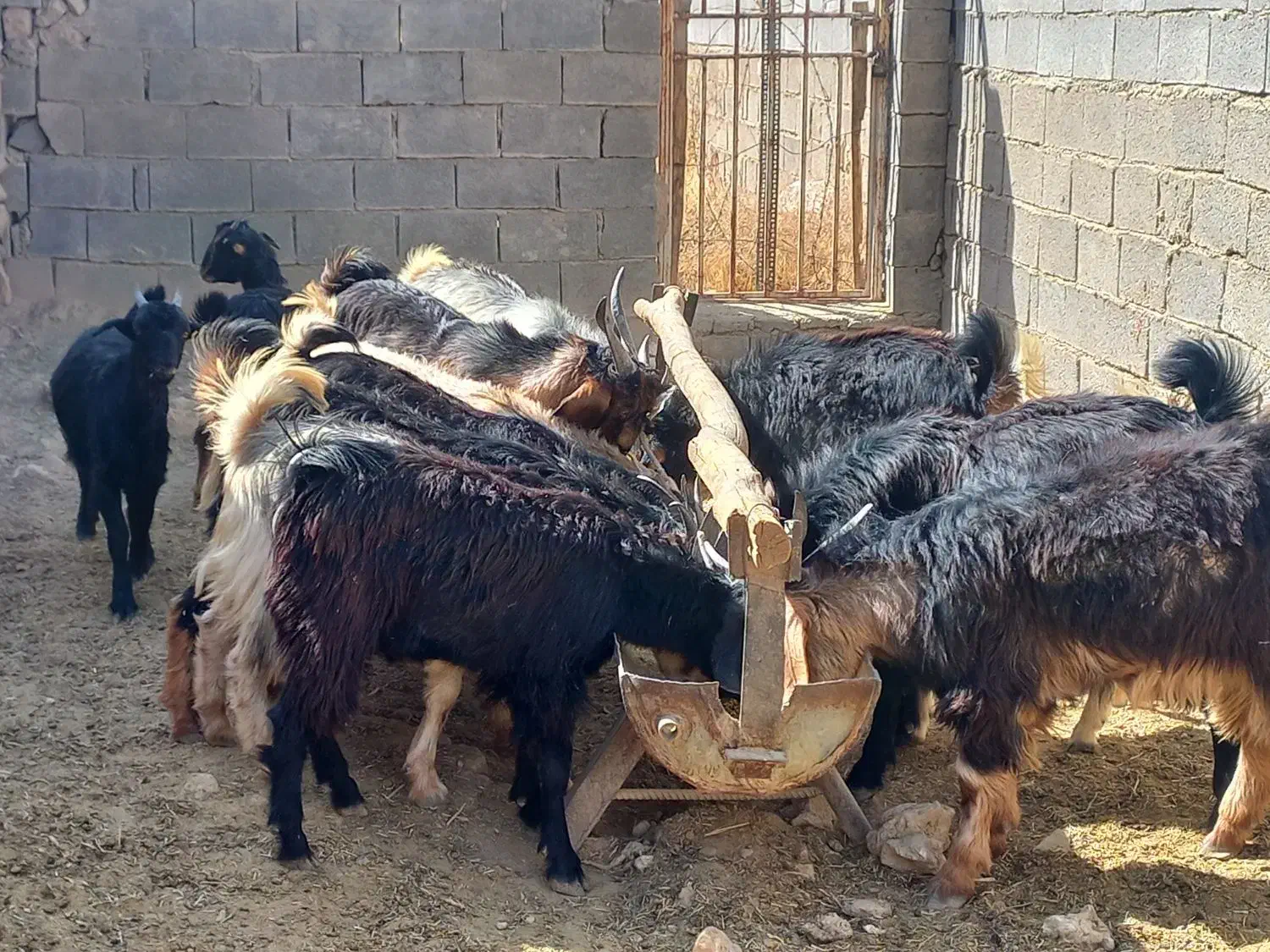 بزداشتی جوان وکهره نروماده برای قصابی|حیوانات مزرعه|ارژن, |دیوار