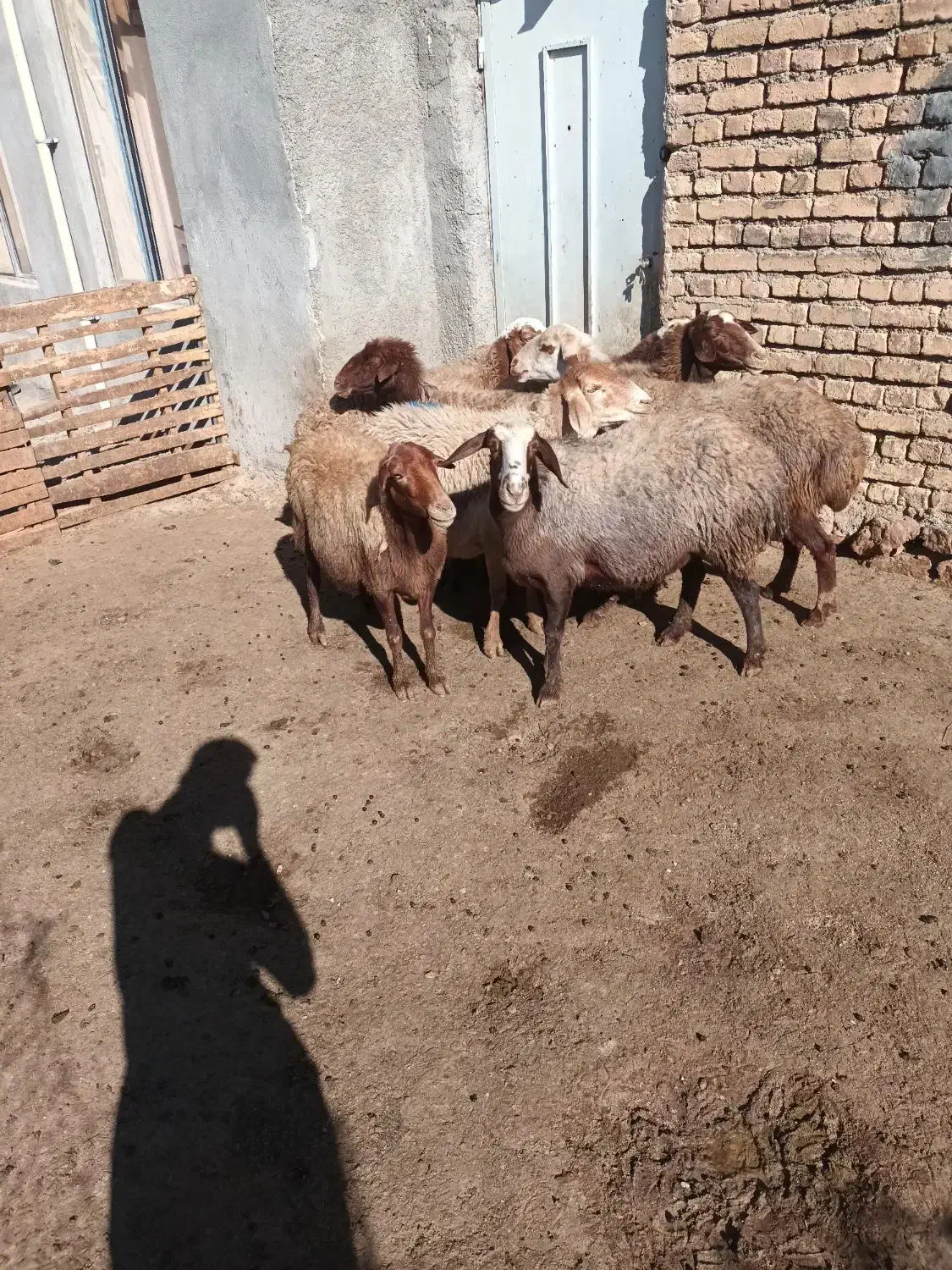 گوسفند داشتی|حیوانات مزرعه|هرسین, |دیوار