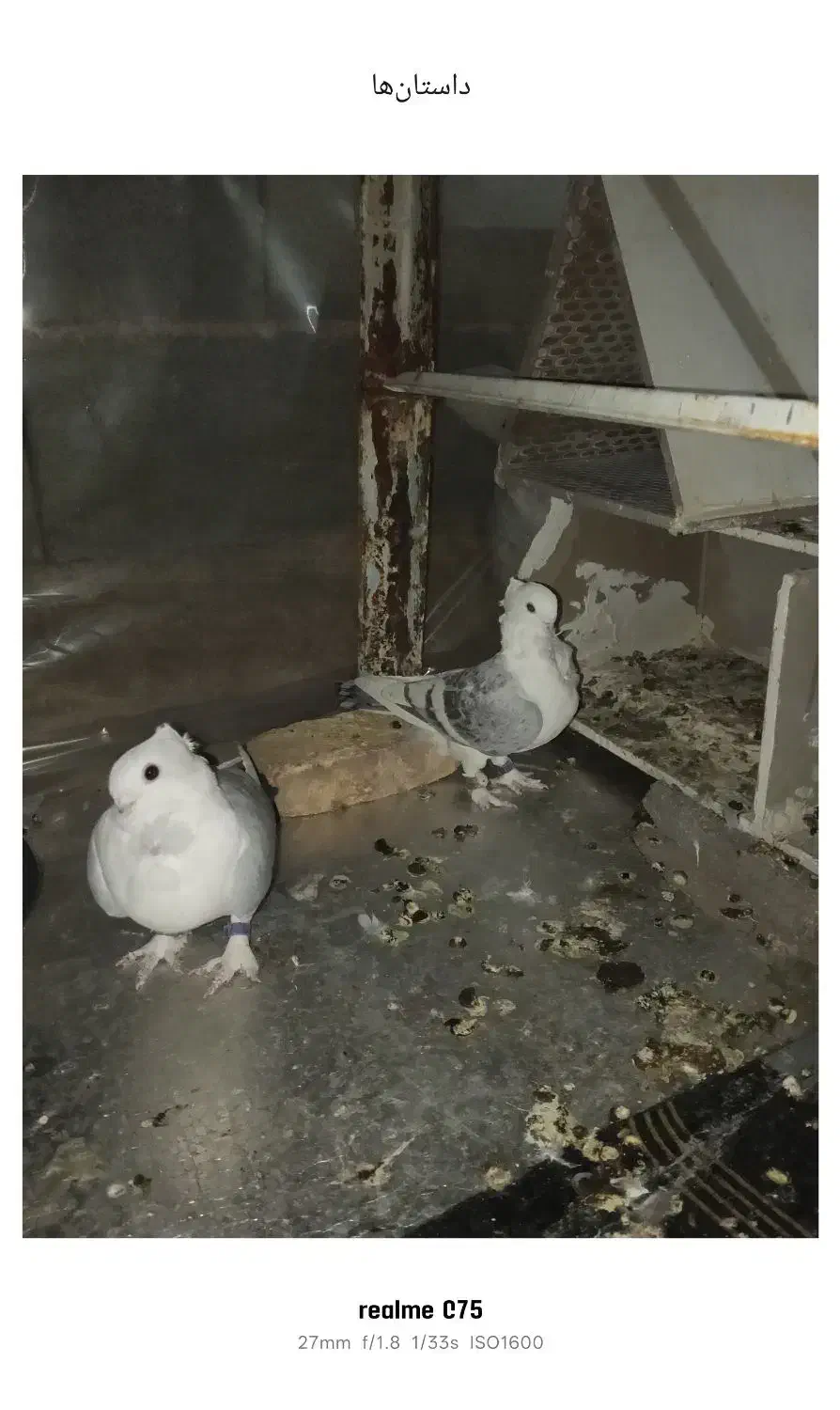 یاورهمیشه مومن|پرنده|ایذه, |دیوار