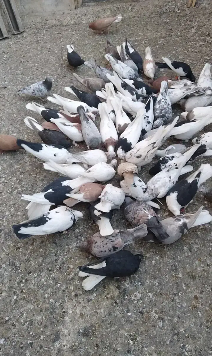 کفتر رنگی ۷۰ تا یکجا|پرنده|کرج, عظیمیه|دیوار