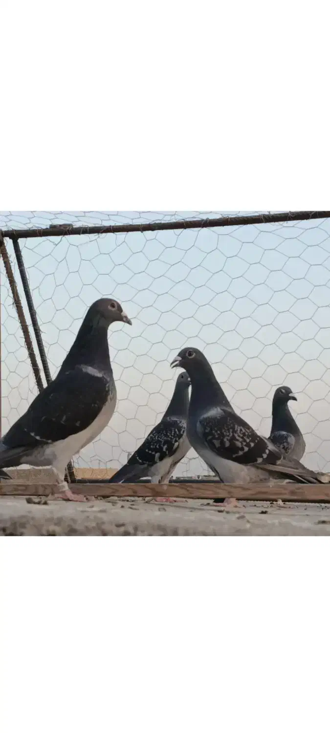 کبوتر .چهار جفت عطیقه مسافتی|پرنده|هامون, |دیوار