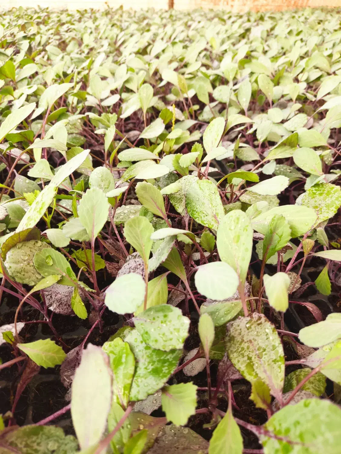 نشا کلم بروکلی و بنفش|خدمات باغبانی و درختکاری|شنبه و طسوج, |دیوار