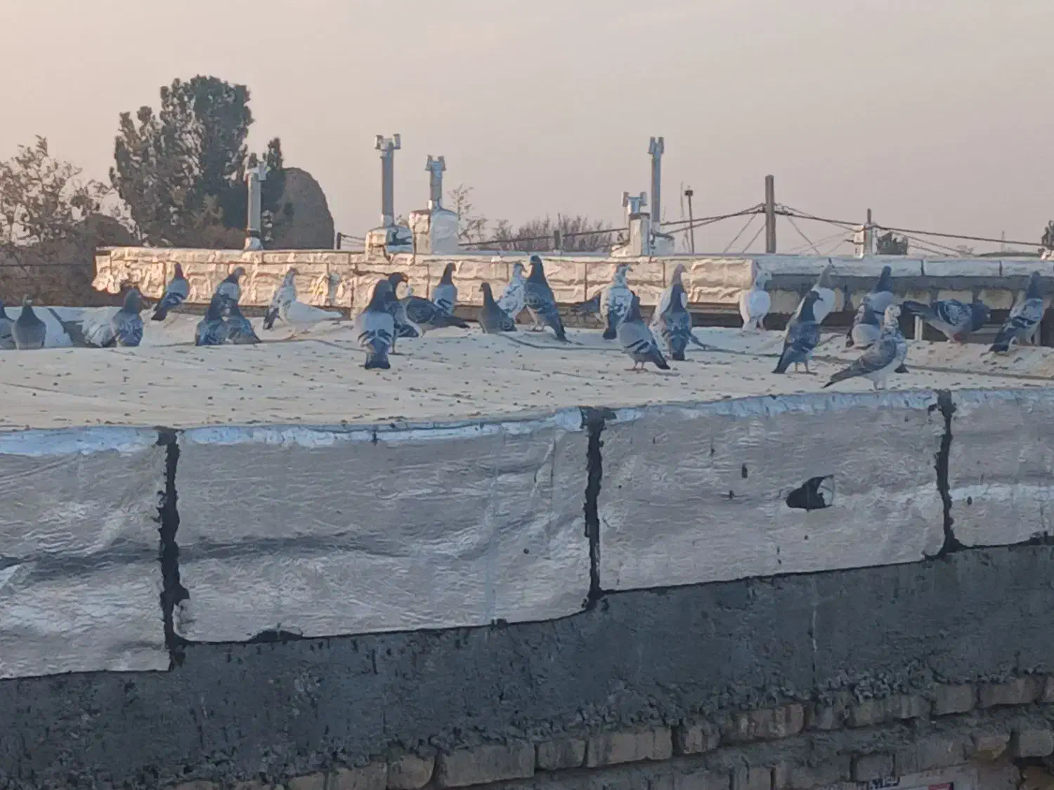 ۵۰ تا کفتر فروشی|پرنده|روداب, |دیوار