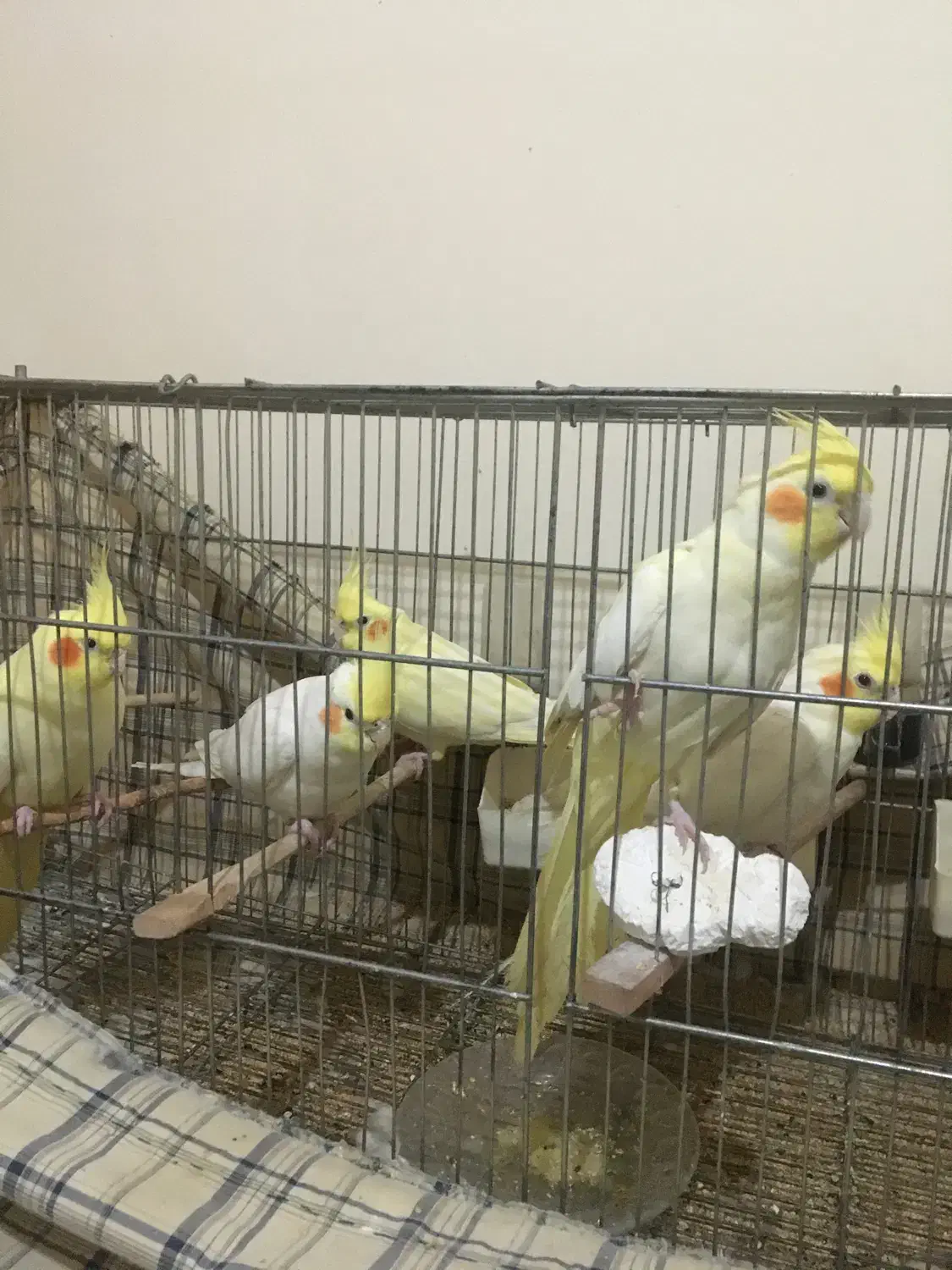 طوطی عروس بالغ سالم|پرنده|آمل, |دیوار