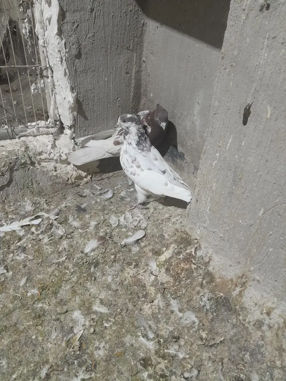 باسلام فروش کبوتر کله سرخ۶۰۰تومان|پرنده|اصفهان, الهیه|دیوار