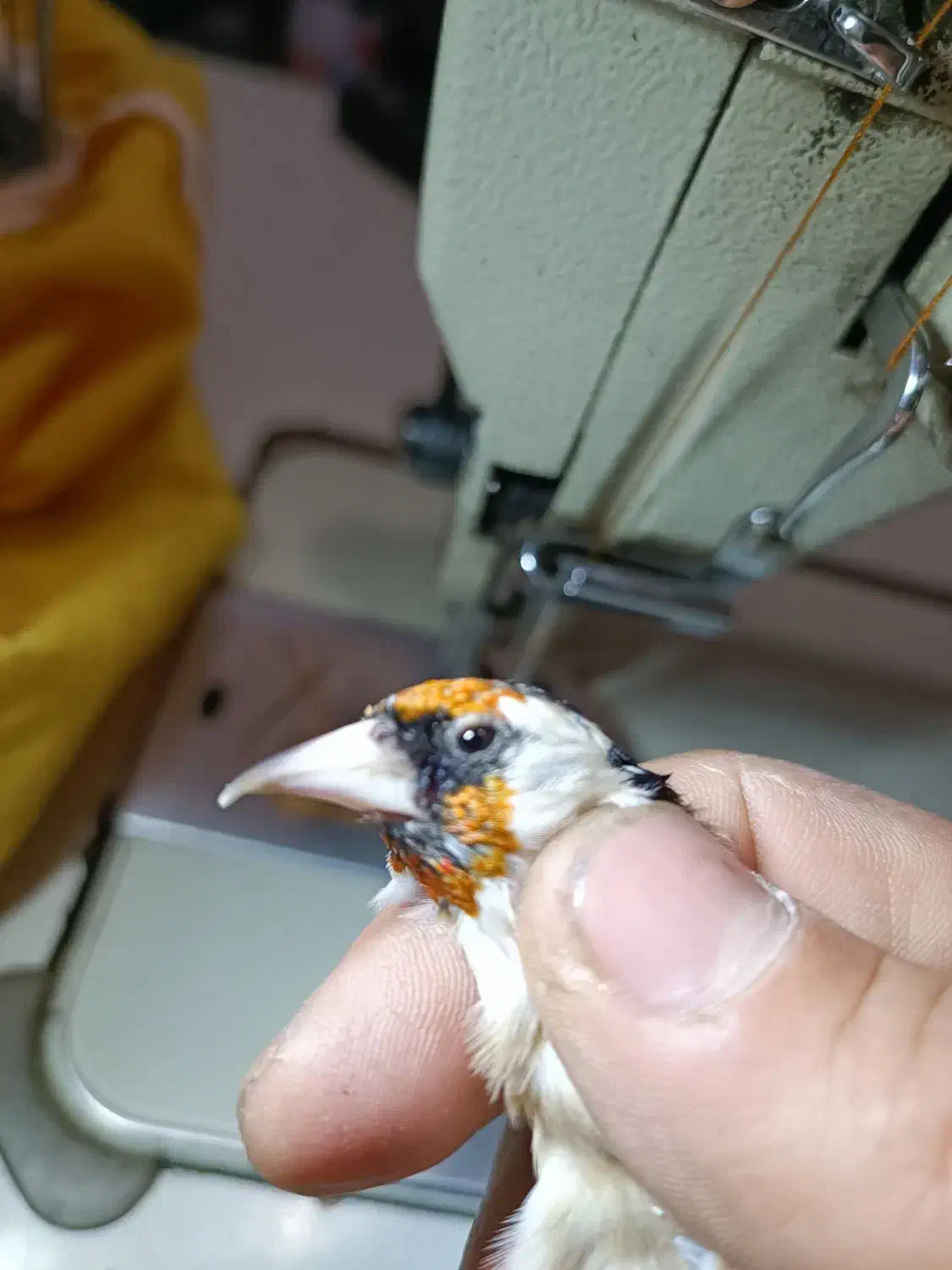 جوجه متولد قفس زیر دهن|پرنده|همدان, |دیوار