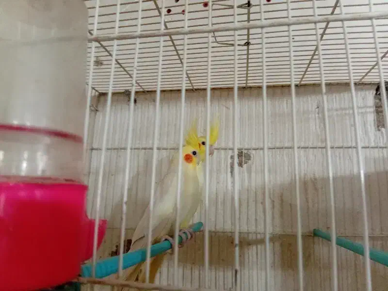 یجف عروس با یجفت مرغ عشق|پرنده|گرگان, |دیوار