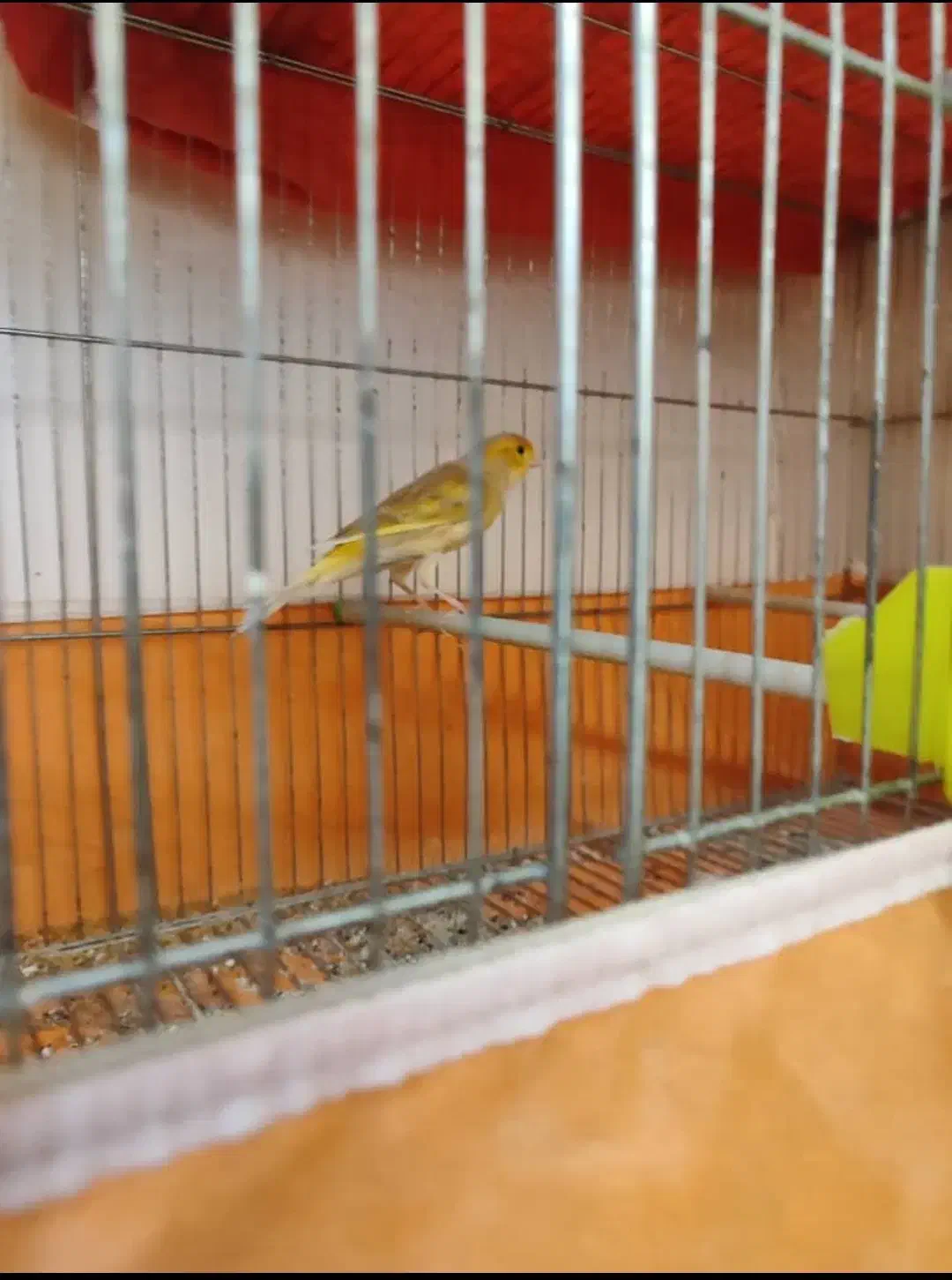 قناری ماده|پرنده|صدرا-فارس, فاز ۱|دیوار