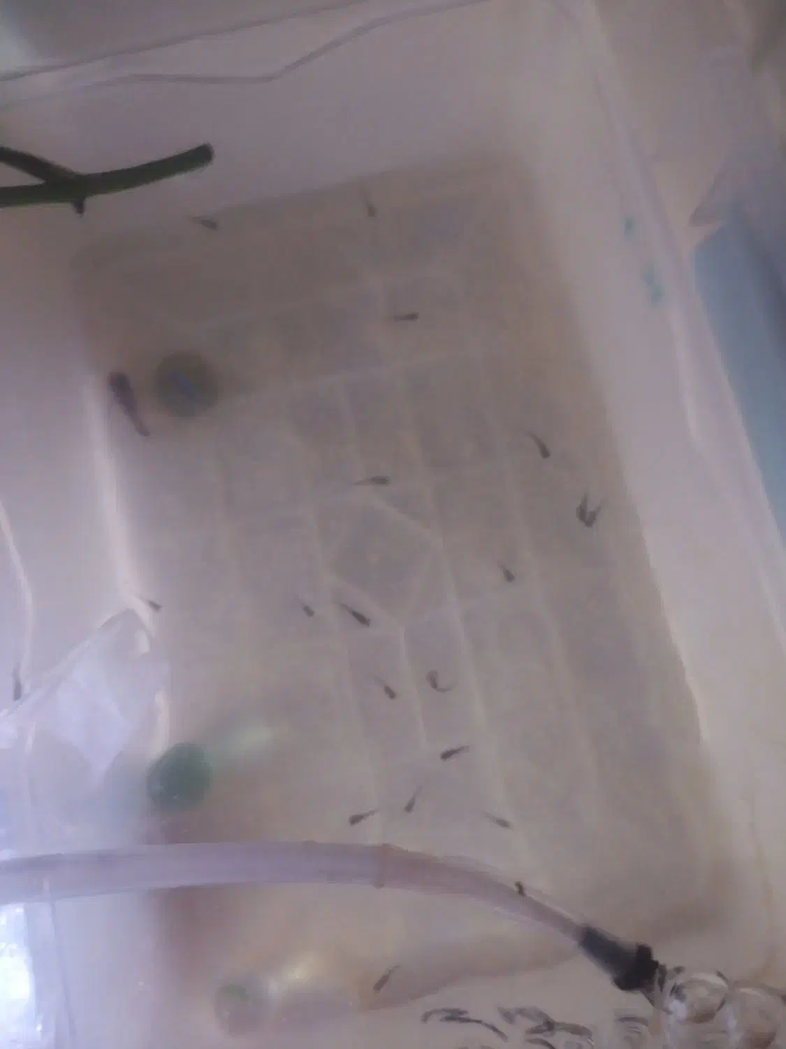 گوپی بچه|ماهی|اصفهان, مسجد مصلی|دیوار