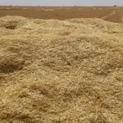 کاه گندم محصول امسال|عمدهفروشی|طرهان, |دیوار