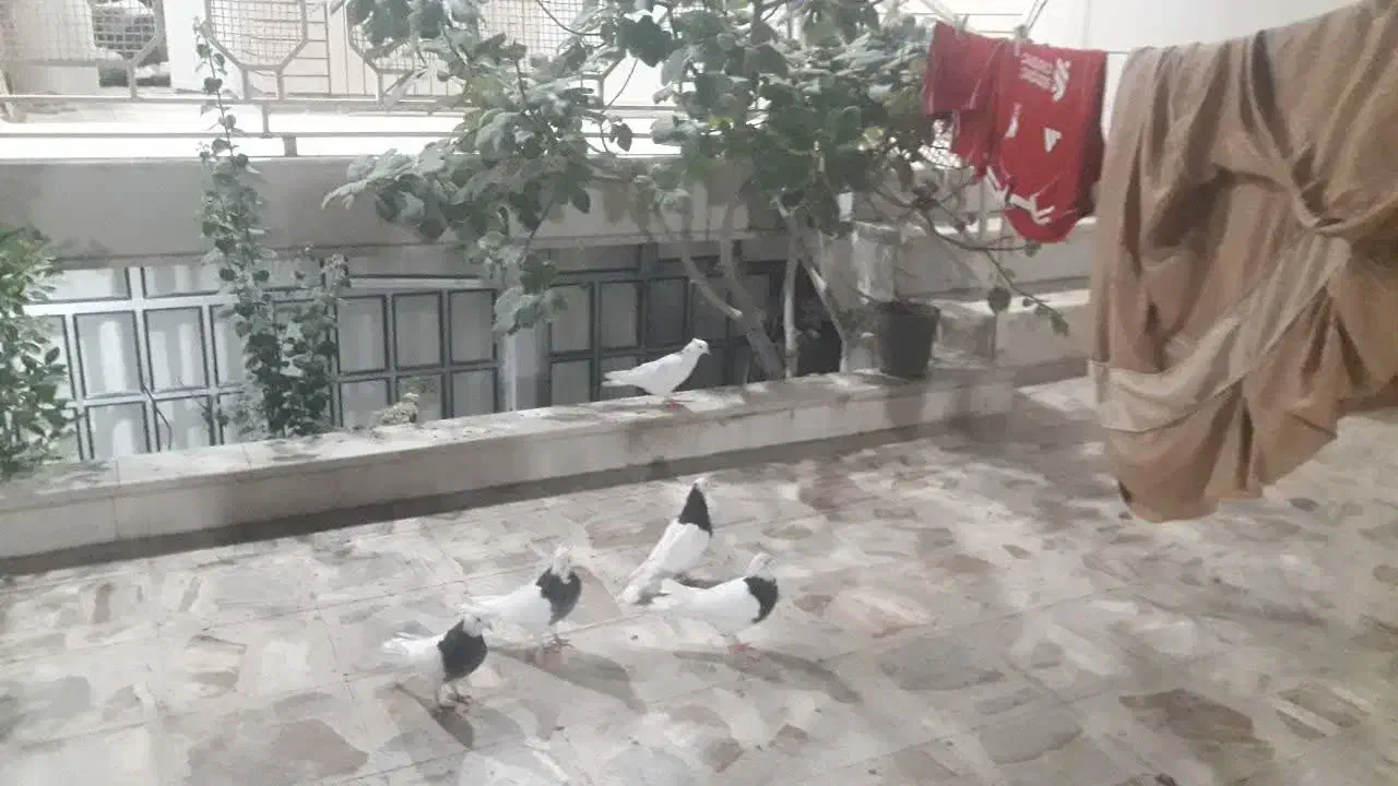 کبوتر طوقی|پرنده|قم, باجک یک|دیوار