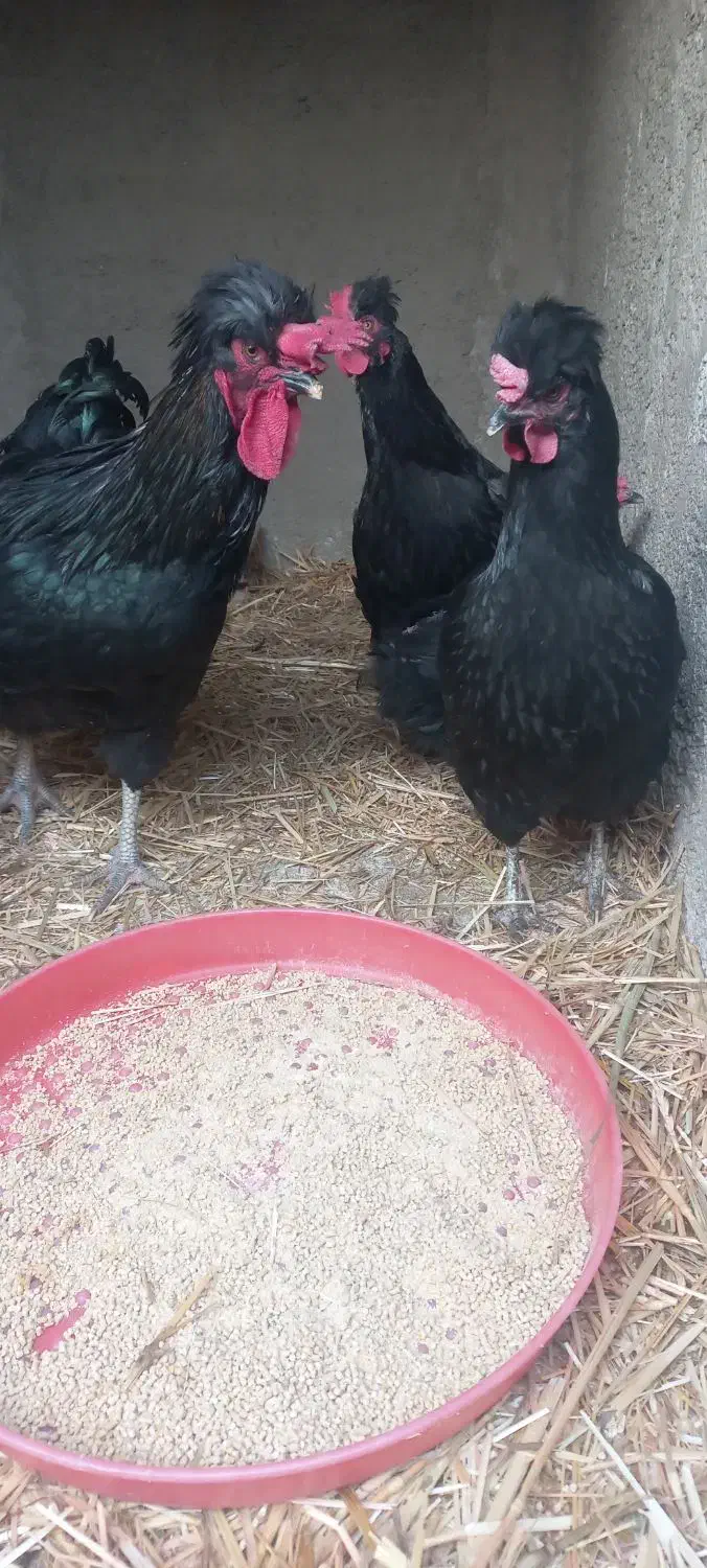 جوجه نیمچه آیسبار|حیوانات مزرعه|آبیک, |دیوار