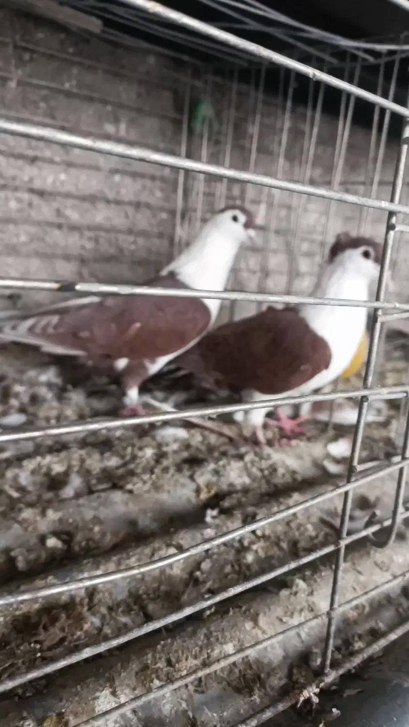 دنا افغانی خوشگل حوون|پرنده|پردیس, فاز ۴|دیوار