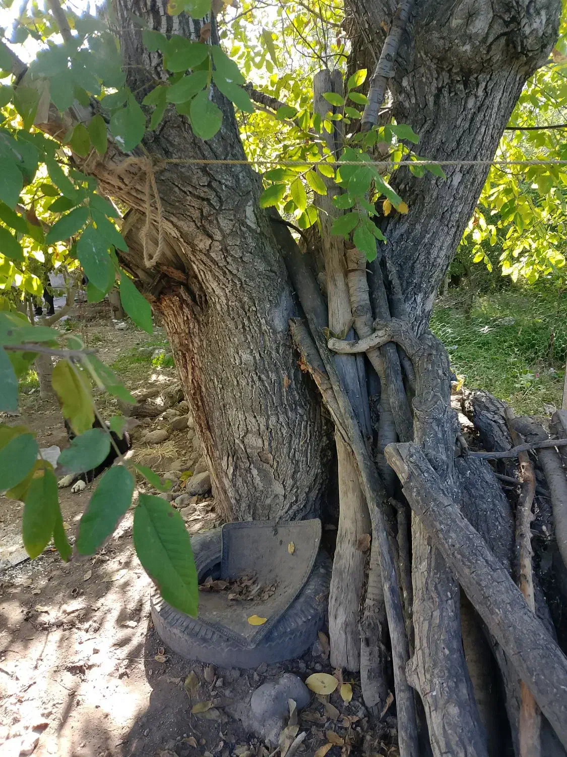 فروش درخت گردو ی بزرگ به قیمت پیشنهادی شما|مصالح و تجهیزات ساختمان|مشگین شهر, |دیوار
