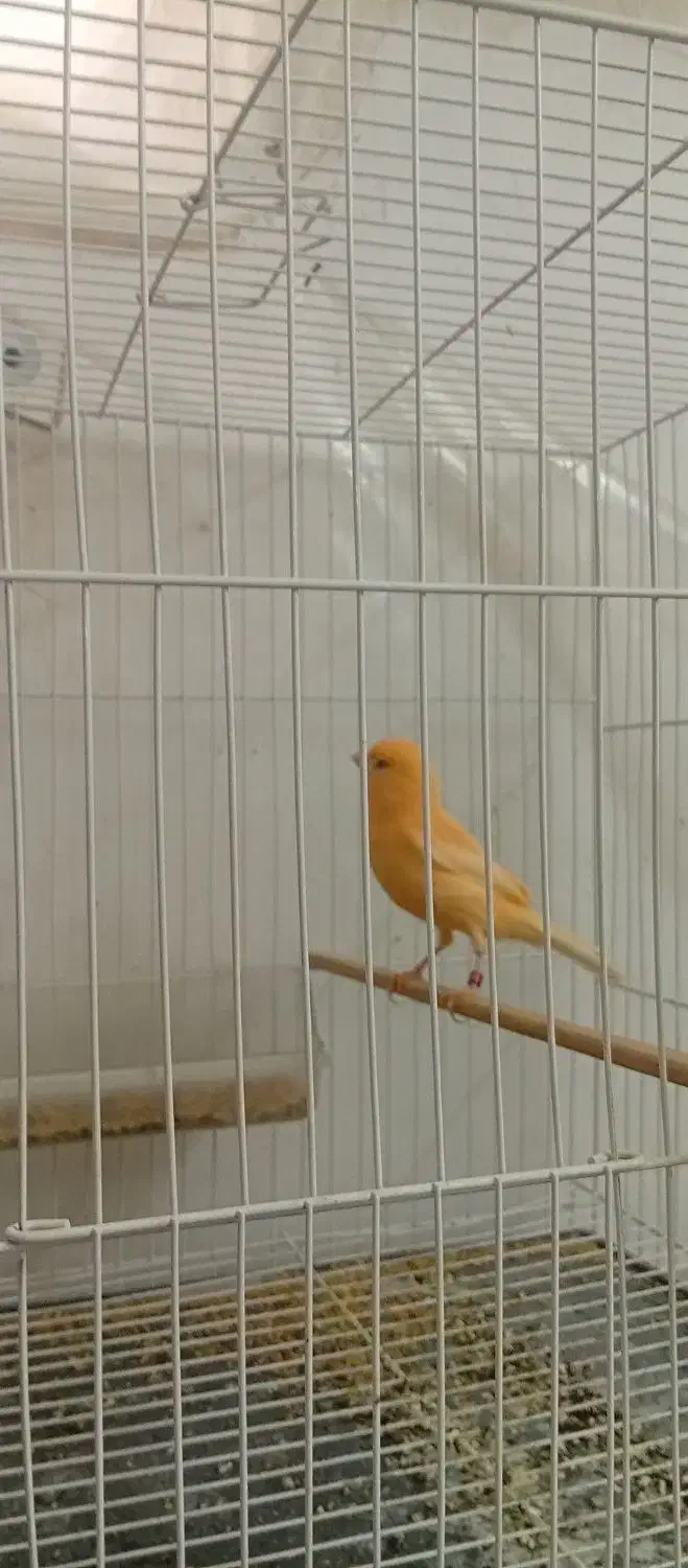 قناری|پرنده|تایباد, |دیوار