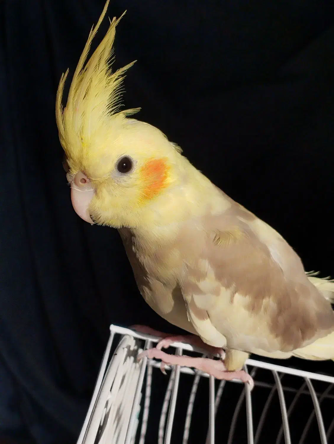 عروس هلندی گمشده|حیوانات|شوش, |دیوار