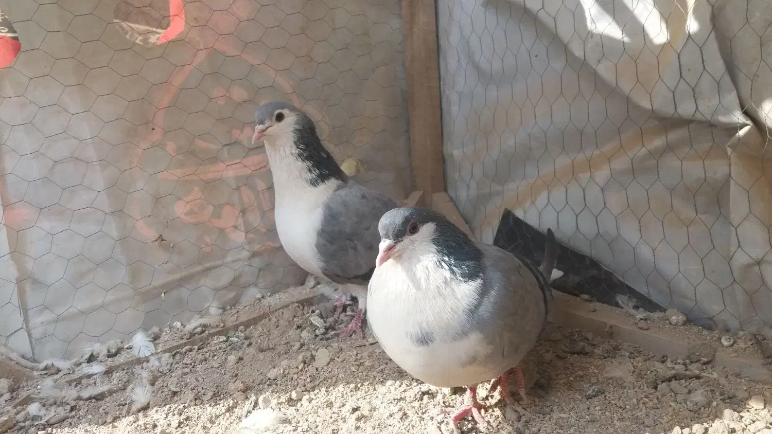 دمگیریسینه باز|پرنده|خمینیشهر, |دیوار