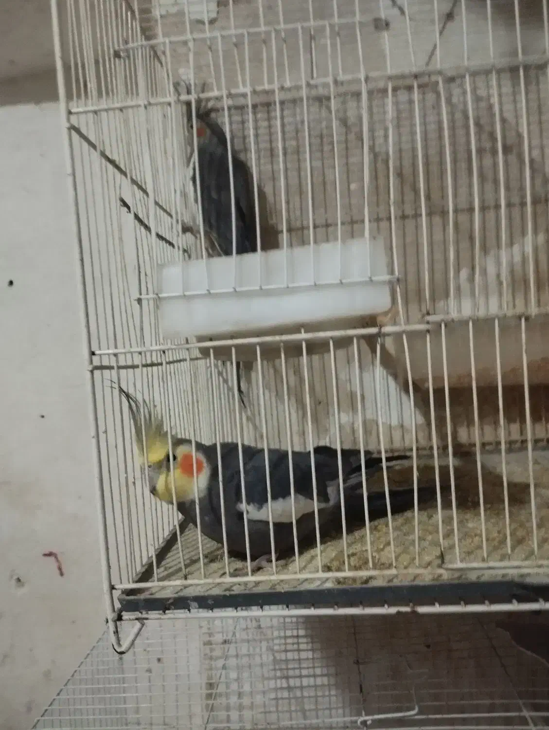 عروس هلندی مرغ عشق کوتوله قفس لانه و لوازم پرنده|پرنده|مشهد, شهرک شهید باهنر|دیوار