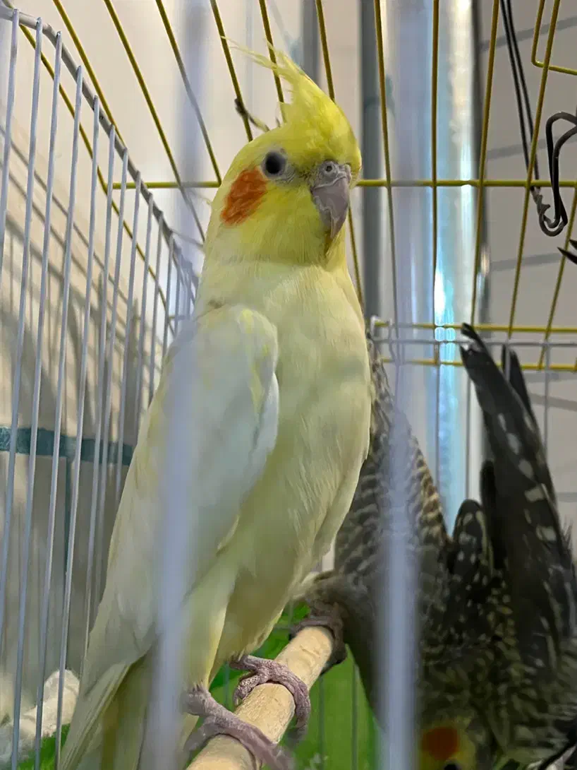 پرنده ، عروس هلندی|پرنده|شهرکرد, |دیوار