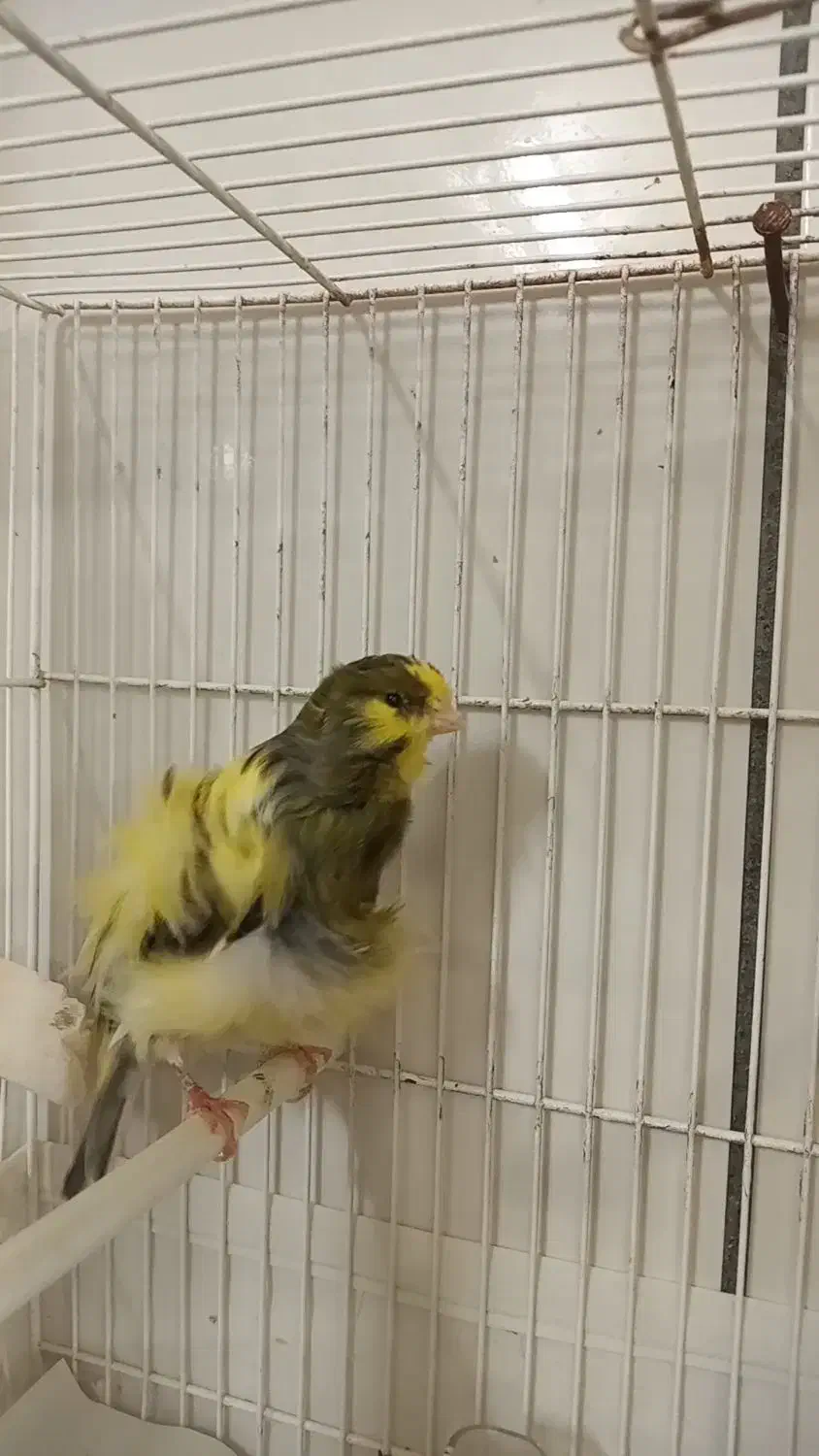 قناری نر، فر،|پرنده|تربت‌حیدریه, آبشار|دیوار