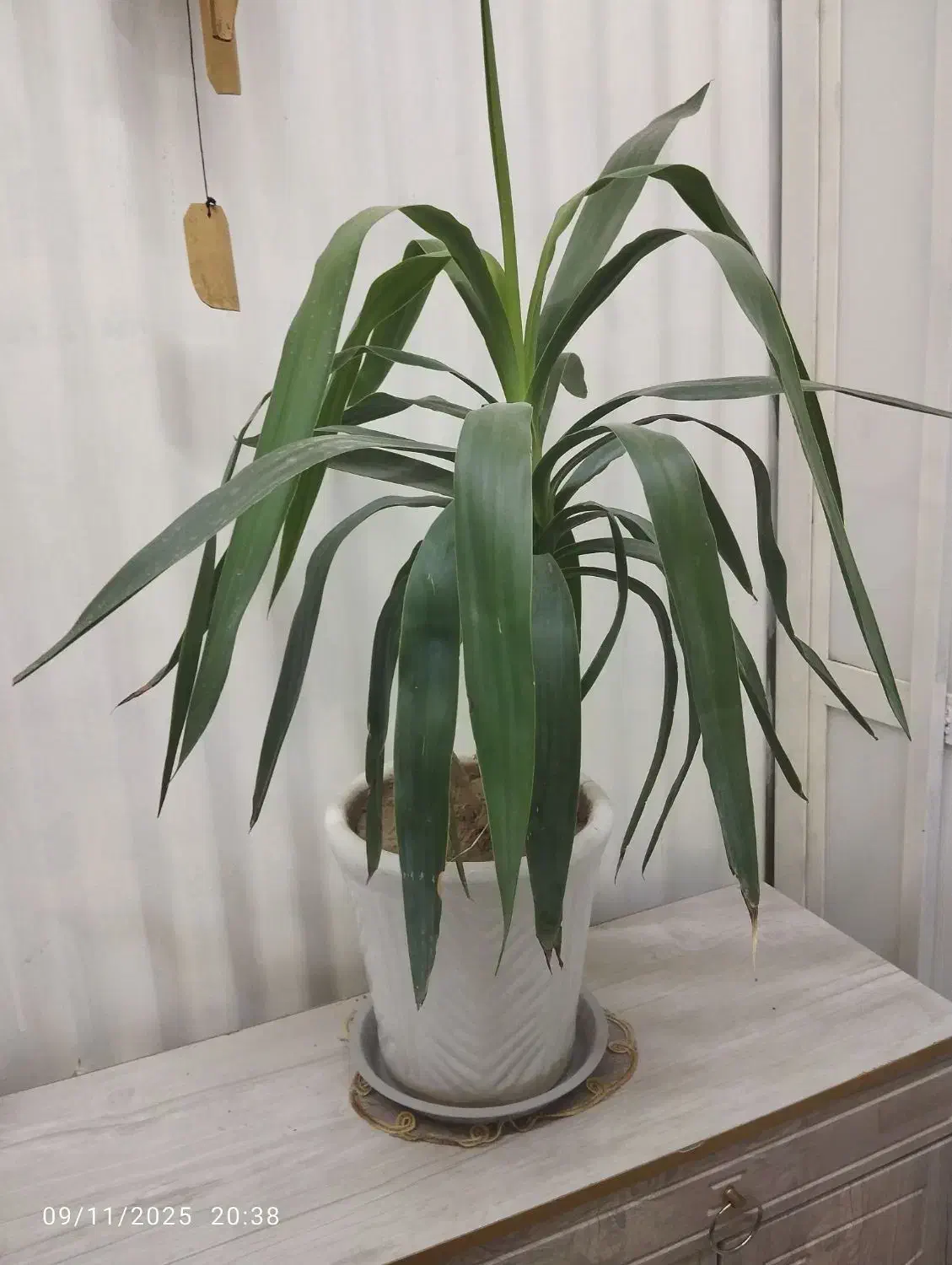 گل اپارتمانی ومقاوم|گل و گیاه طبیعی|اصفهان, ملک‌شهر|دیوار