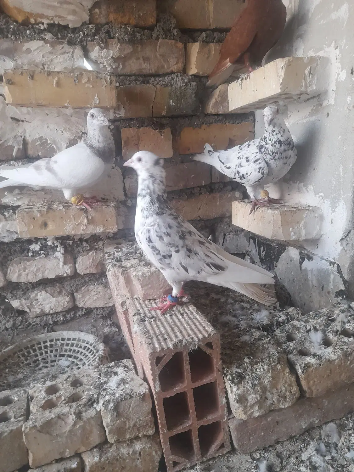 کبوتر|پرنده|آشخانه, |دیوار