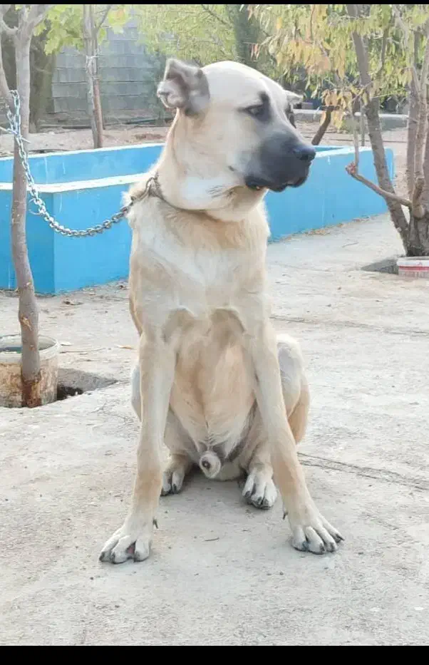 سگ سرابی و ژرمن گمشده|حیوانات|شیراز, قلات|دیوار