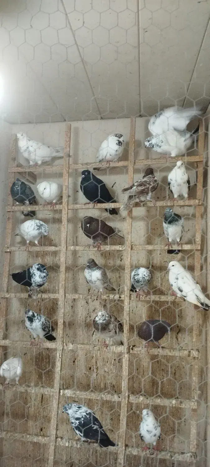 کبوتر پروازی|پرنده|لنگرود, |دیوار