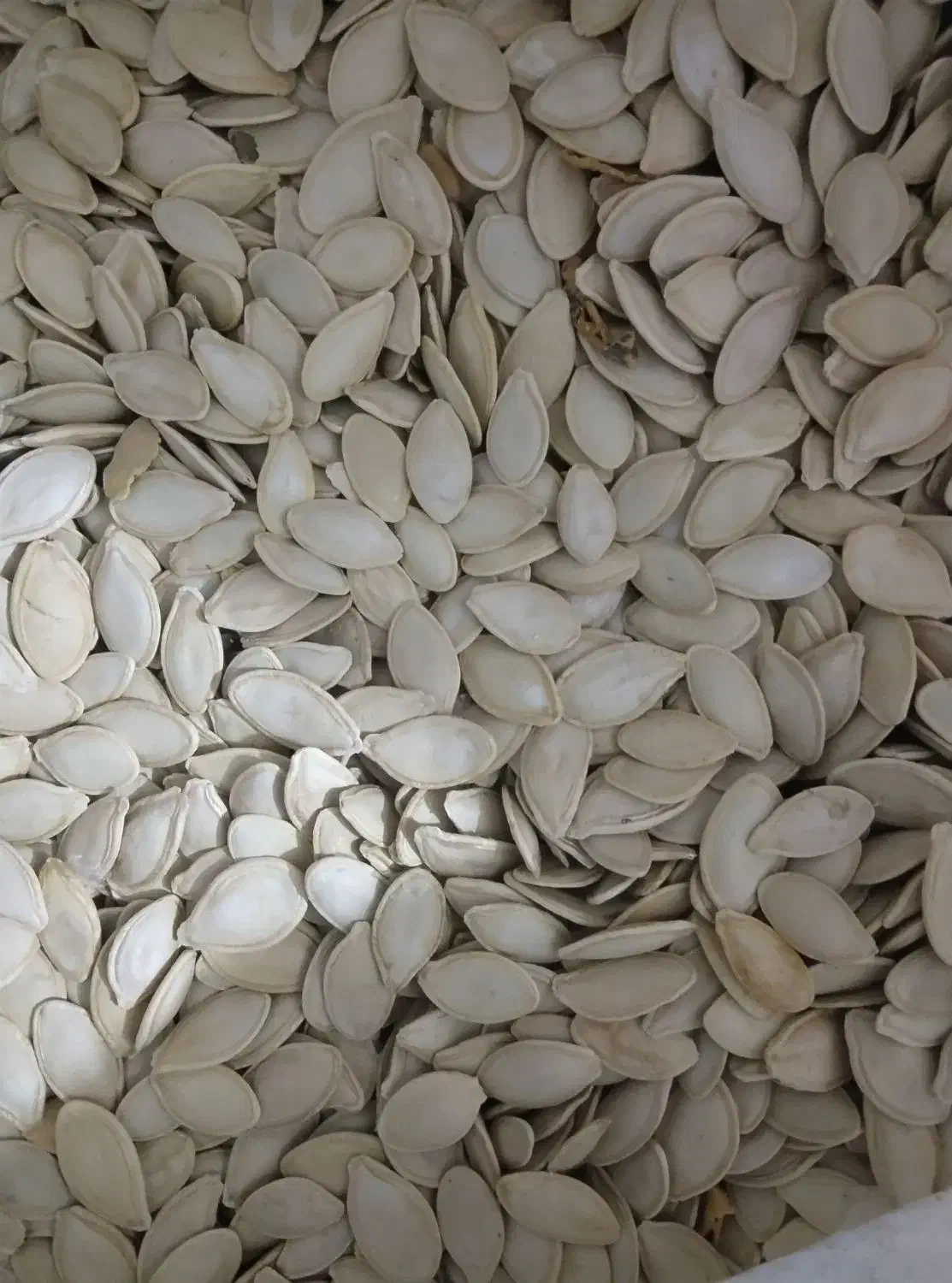 کدوگوشتی|خوردنی و آشامیدنی|باوله, |دیوار