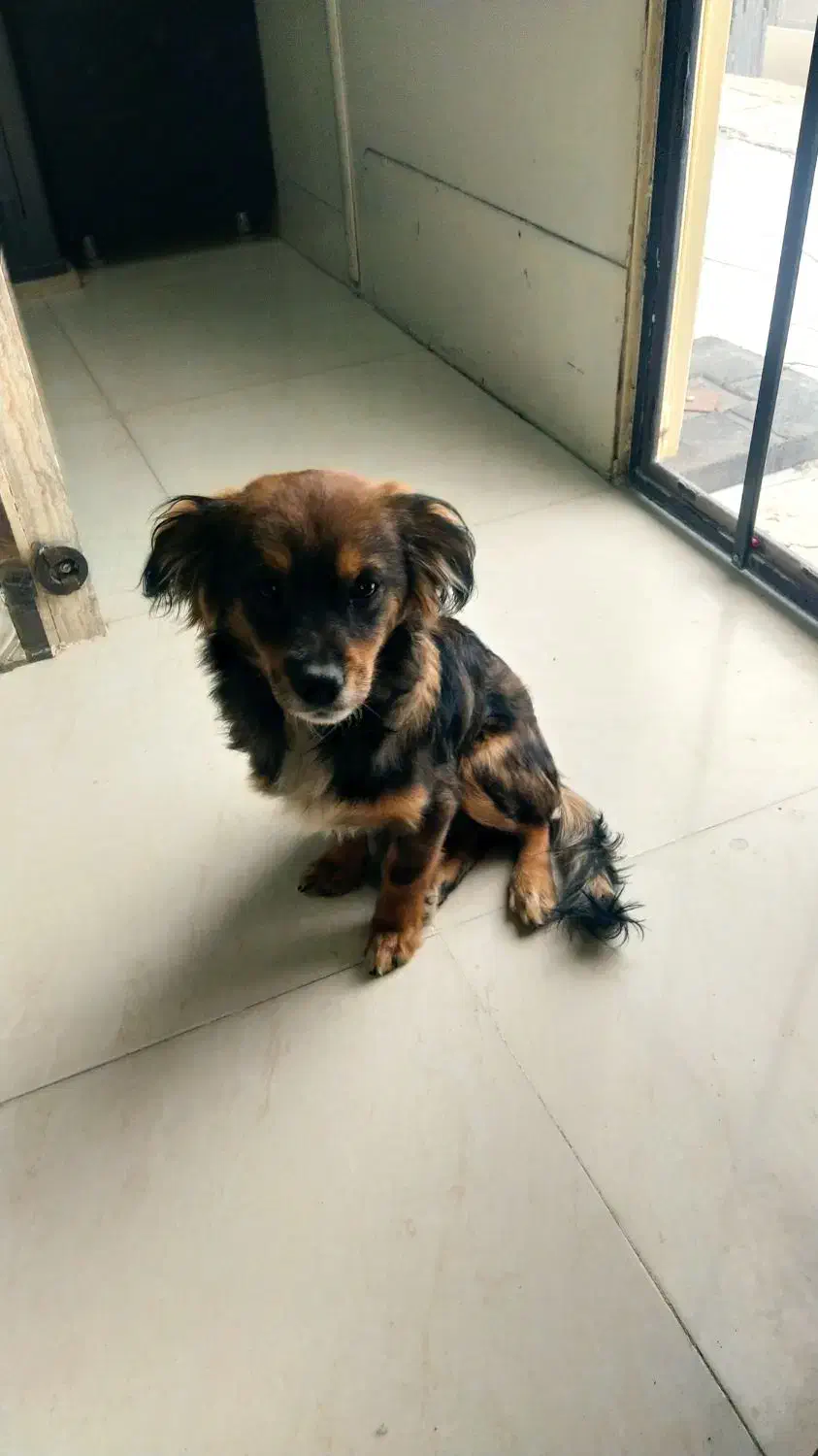 سگ خونگی|سگ|هشتگرد, هشتگرد قدیم|دیوار